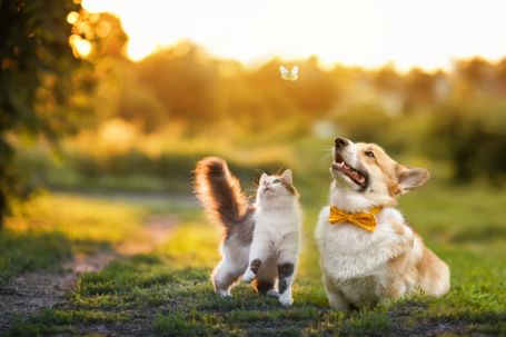 Protecting Your Pets in Your Estate Plan